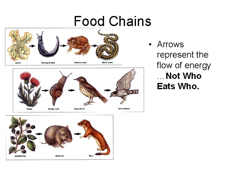 Food Chains • Arrows represent the flow of energy …Not Who Eats Who. 