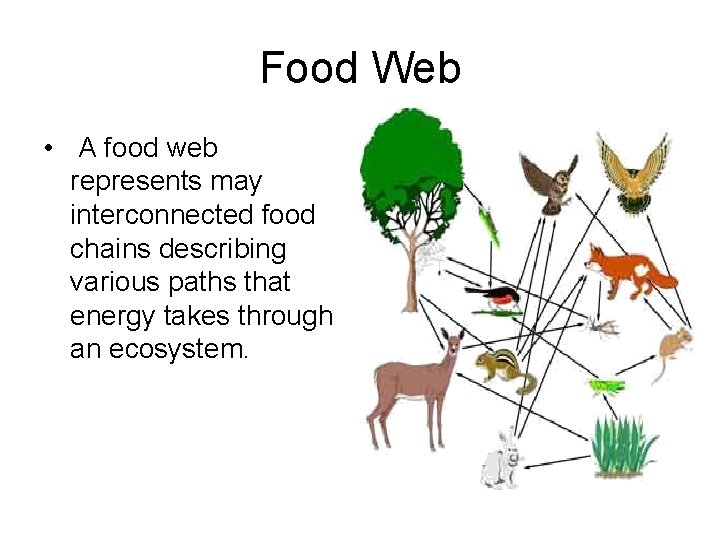 Food Web • A food web represents may interconnected food chains describing various paths