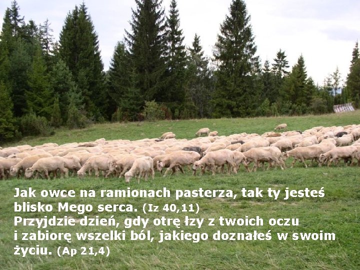 Jak owce na ramionach pasterza, tak ty jesteś blisko Mego serca. (Iz 40, 11)