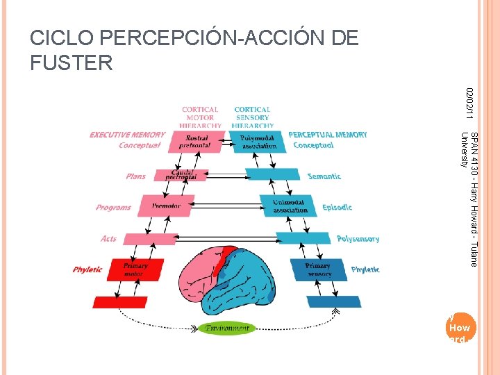 CICLO PERCEPCIÓN-ACCIÓN DE FUSTER 02/02/11 SPAN 4130 - Harry Howard - Tulane University SPA