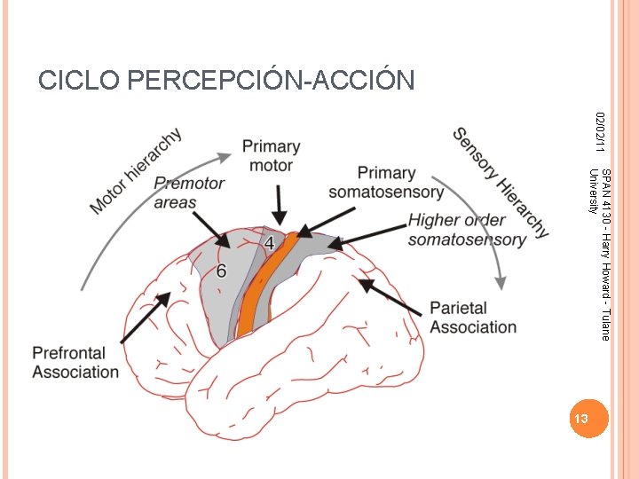 CICLO PERCEPCIÓN-ACCIÓN 02/02/11 SPAN 4130 - Harry Howard - Tulane University 13 