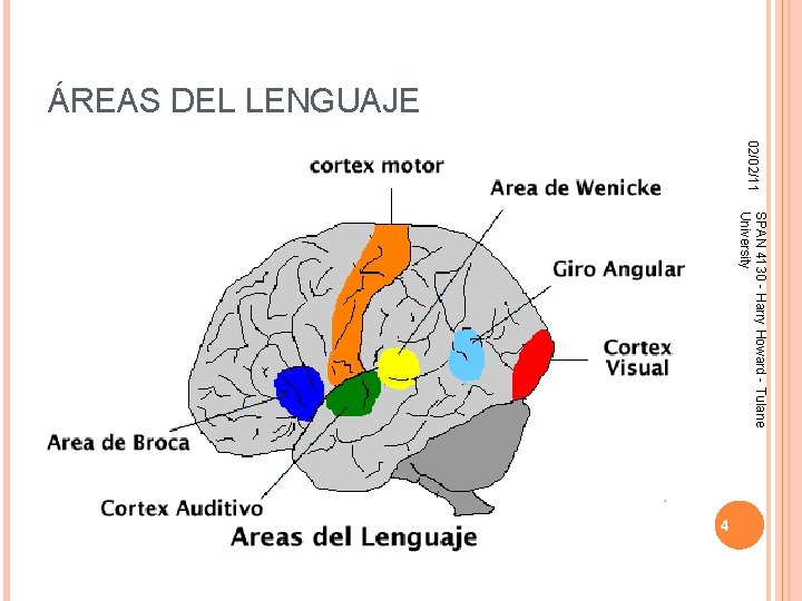 ÁREAS DEL LENGUAJE 02/02/11 SPAN 4130 - Harry Howard - Tulane University 4 