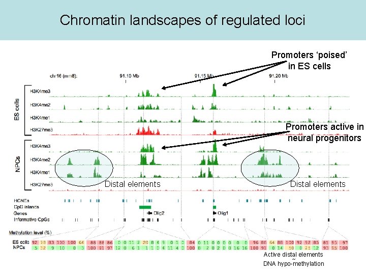 Chromatin landscapes of regulated loci Promoters ‘poised’ in ES cells Promoters active in neural