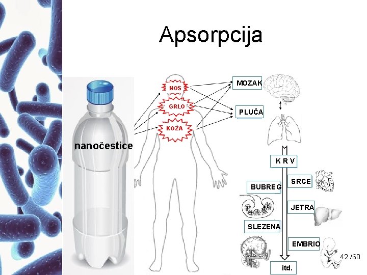 Apsorpcija NOS GRLO MOZAK PLUĆA KOŽA nanočestice KRV BUBREG SRCE JETRA SLEZENA EMBRIO 42