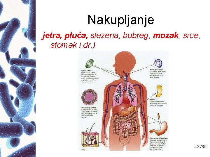 Nakupljanje jetra, pluća, slezena, bubreg, mozak, srce, stomak i dr. ) 43 /60 