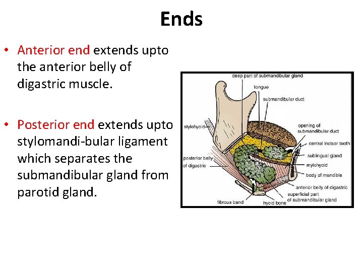 Ends • Anterior end extends upto the anterior belly of digastric muscle. • Posterior