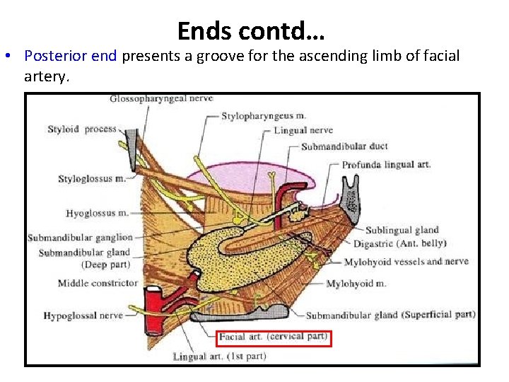 Ends contd… • Posterior end presents a groove for the ascending limb of facial