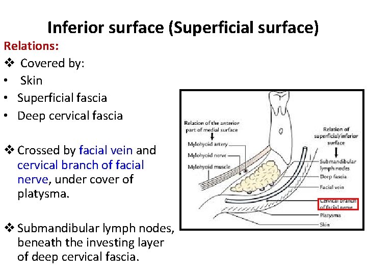 Inferior surface (Superficial surface) Relations: v Covered by: • Skin • Superficial fascia •