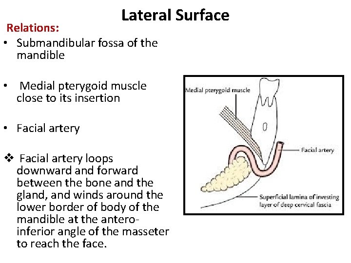 Lateral Surface Relations: • Submandibular fossa of the mandible • Medial pterygoid muscle close