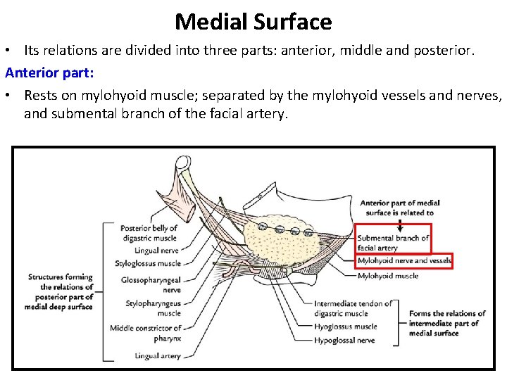 Medial Surface • Its relations are divided into three parts: anterior, middle and posterior.