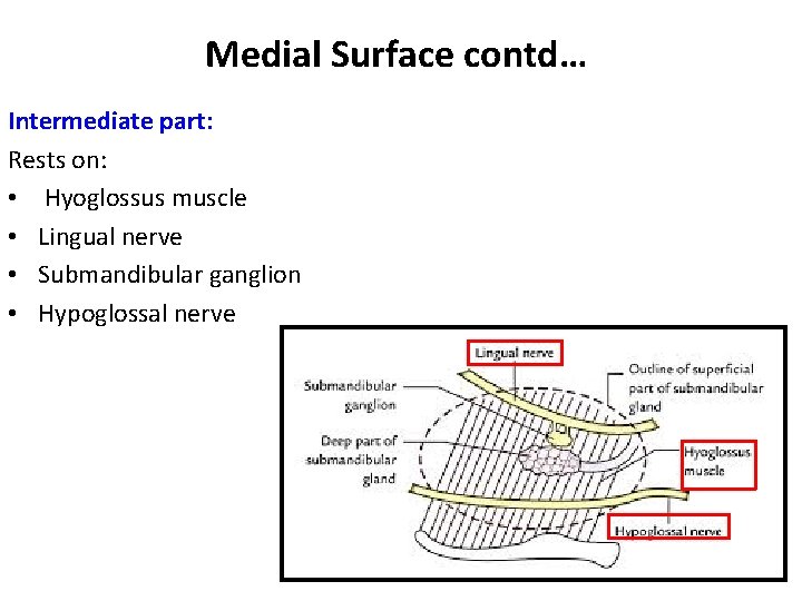 Medial Surface contd… Intermediate part: Rests on: • Hyoglossus muscle • Lingual nerve •