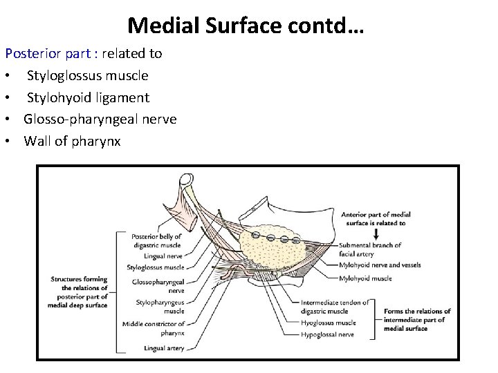 Medial Surface contd… Posterior part : related to • Styloglossus muscle • Stylohyoid ligament