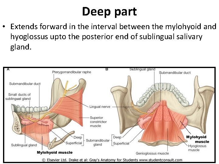 Deep part • Extends forward in the interval between the mylohyoid and hyoglossus upto
