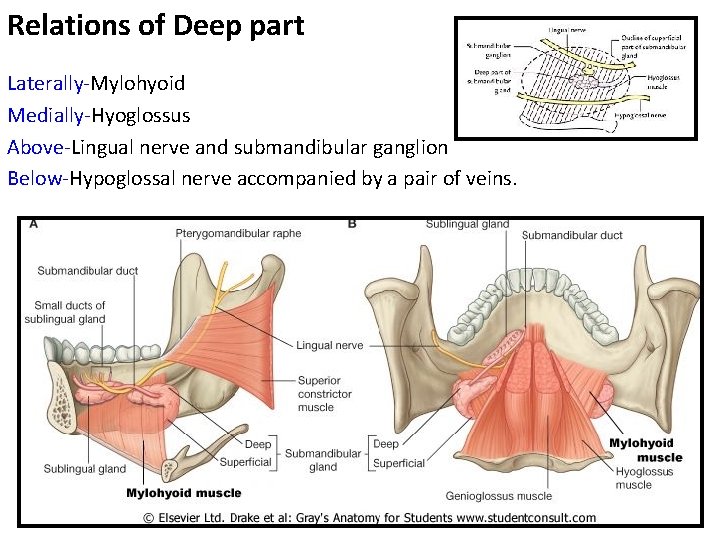 Relations of Deep part Laterally Mylohyoid Medially Hyoglossus Above Lingual nerve and submandibular ganglion