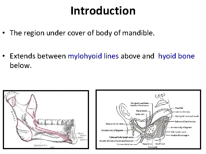 Introduction • The region under cover of body of mandible. • Extends between mylohyoid
