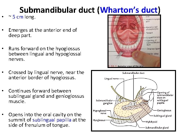 Submandibular duct (Wharton’s duct) • ~ 5 cm long. • Emerges at the anterior