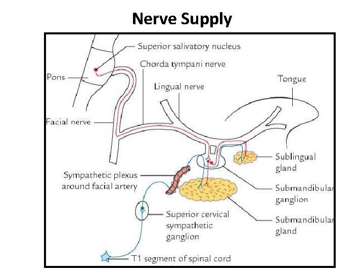 Nerve Supply 