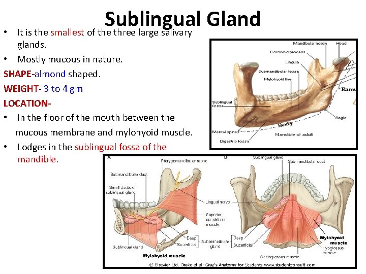  • Sublingual Gland It is the smallest of the three large salivary glands.