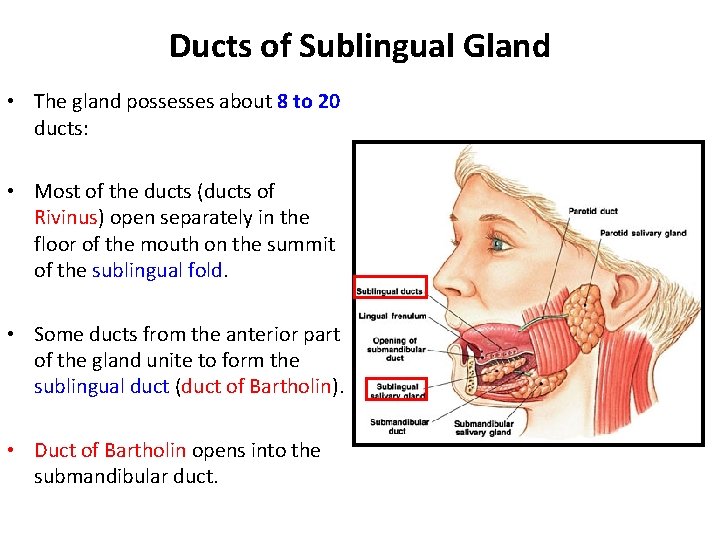 Ducts of Sublingual Gland • The gland possesses about 8 to 20 ducts: •