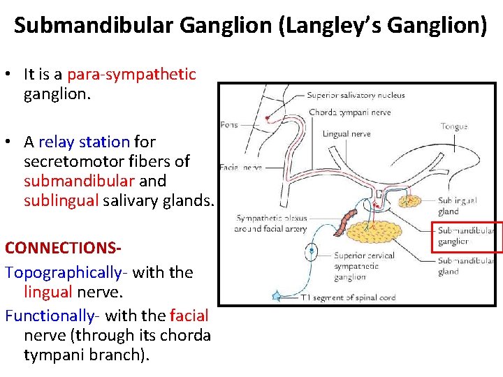 Submandibular Ganglion (Langley’s Ganglion) • It is a para sympathetic ganglion. • A relay