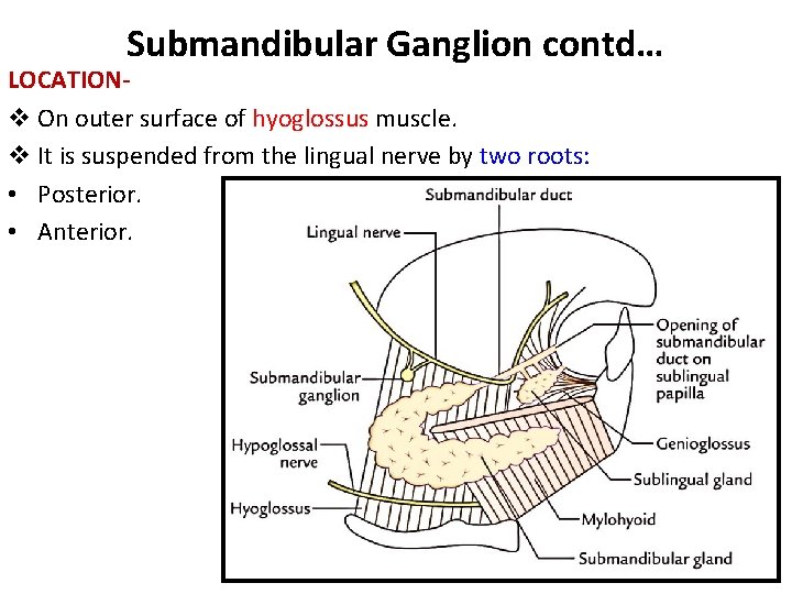 Submandibular Ganglion contd… LOCATIONv On outer surface of hyoglossus muscle. v It is suspended