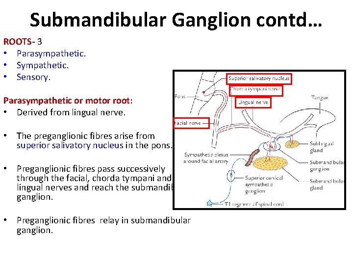Submandibular Ganglion contd… ROOTS- 3 • Parasympathetic. • Sensory. Parasympathetic or motor root: •