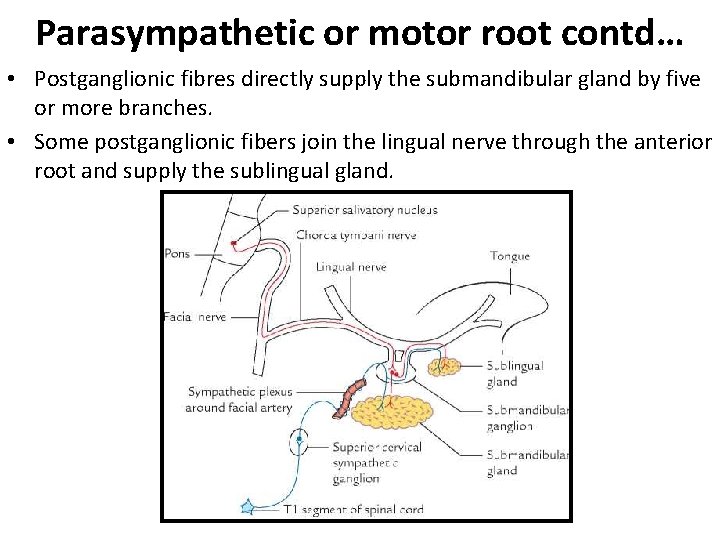Parasympathetic or motor root contd… • Postganglionic fibres directly supply the submandibular gland by