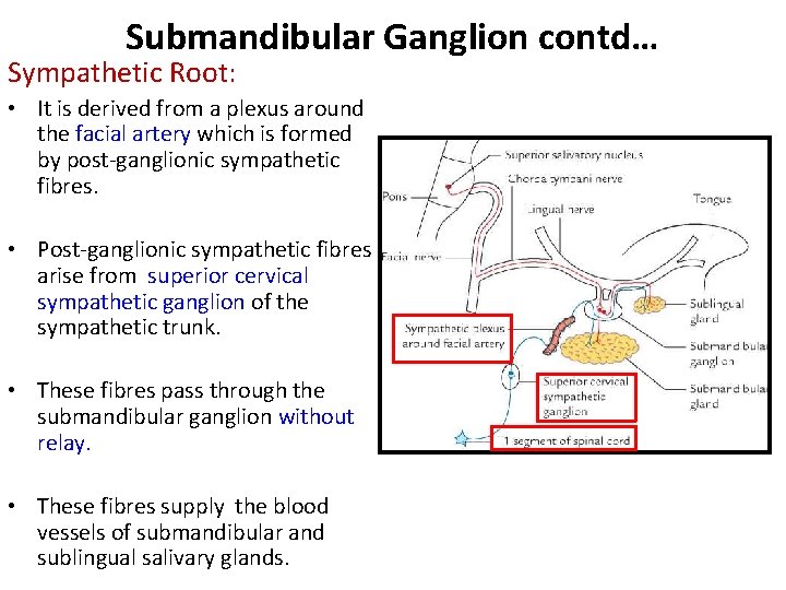 Submandibular Ganglion contd… Sympathetic Root: • It is derived from a plexus around the