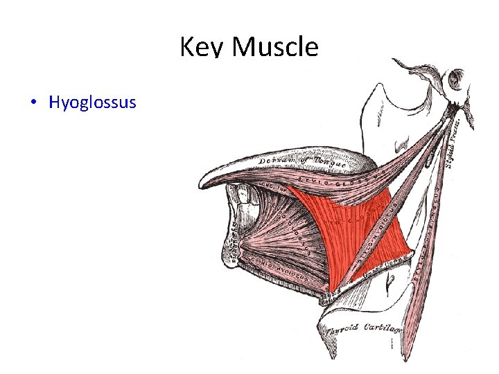 Key Muscle • Hyoglossus 
