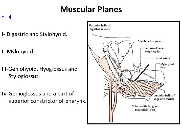  • 4 Muscular Planes I Digastric and Stylohyoid. II Mylohyoid. III Geniohyoid, Hyoglossus