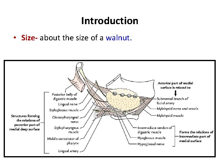 Introduction • Size- about the size of a walnut. 