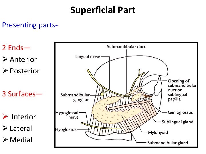 Superficial Part Presenting parts 2 Ends— Ø Anterior Ø Posterior 3 Surfaces— Ø Inferior