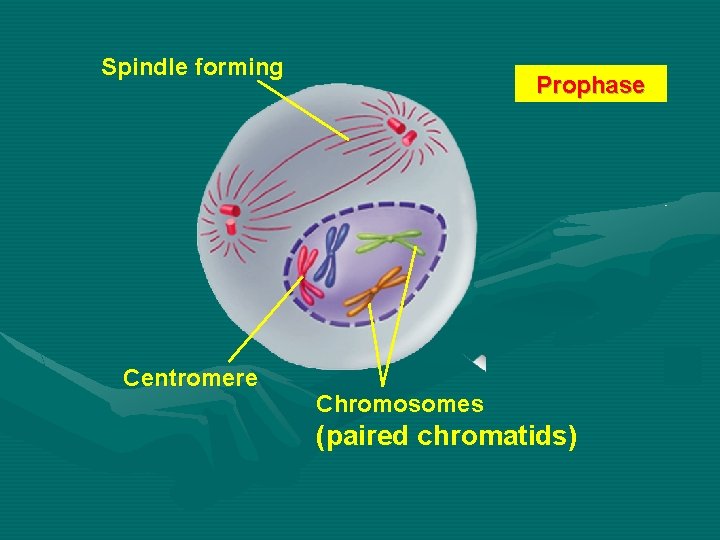 Spindle forming Centromere Prophase Chromosomes (paired chromatids) 