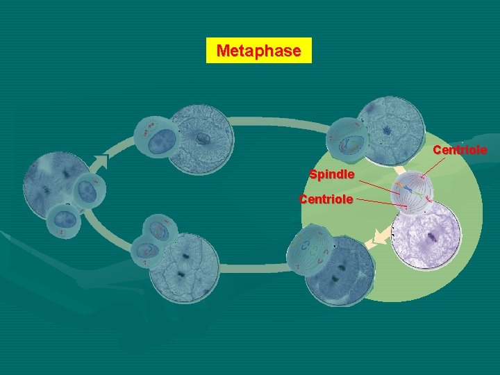 Metaphase Centriole Spindle Centriole 