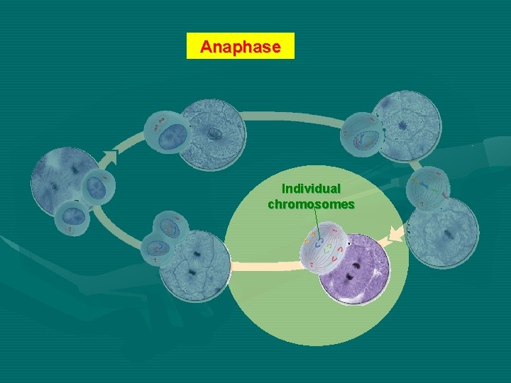 Anaphase Individual chromosomes 