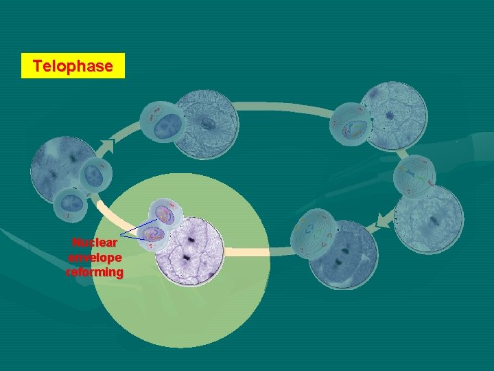 Telophase Nuclear envelope reforming 