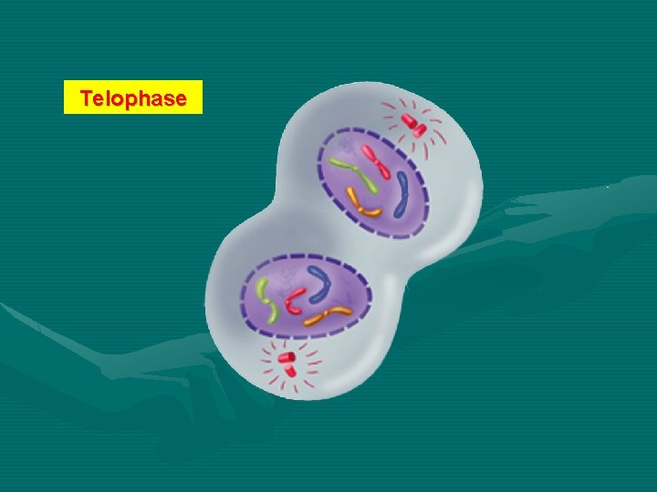 Telophase 