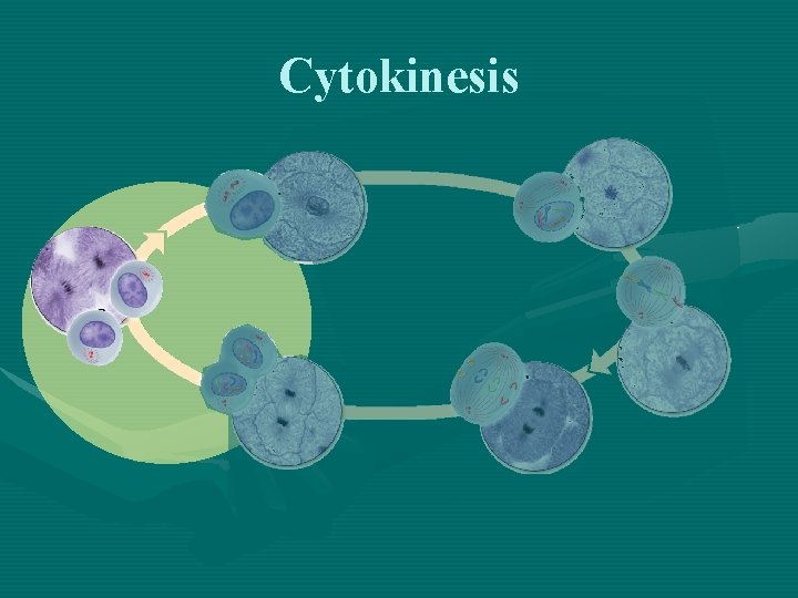Cytokinesis 