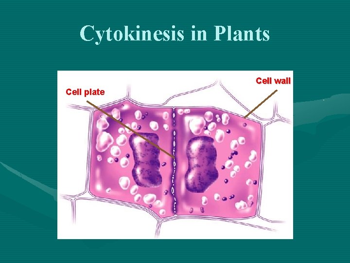 Cytokinesis in Plants Cell wall Cell plate 