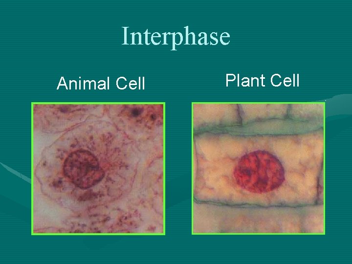 Interphase Animal Cell Plant Cell 