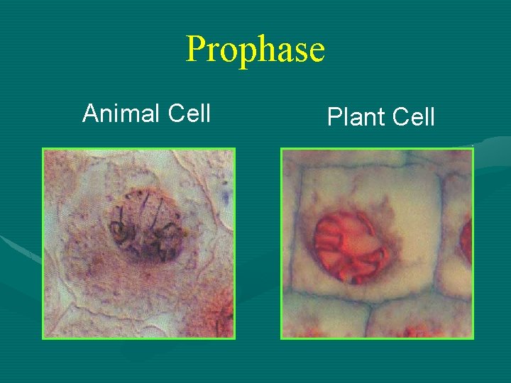 Prophase Animal Cell Plant Cell 