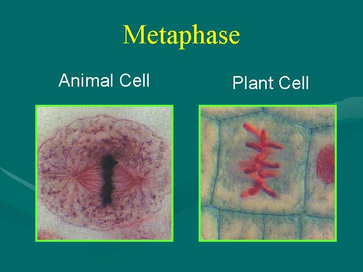 Metaphase Animal Cell Plant Cell 