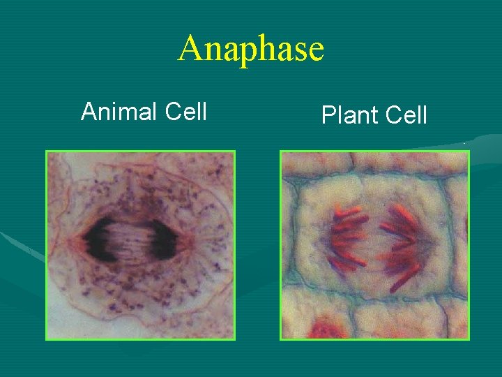 Anaphase Animal Cell Plant Cell 