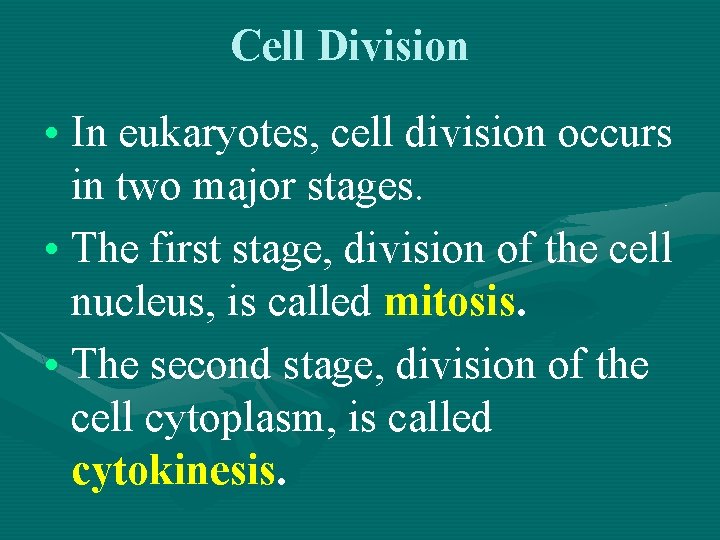 Cell Division • In eukaryotes, cell division occurs in two major stages. • The