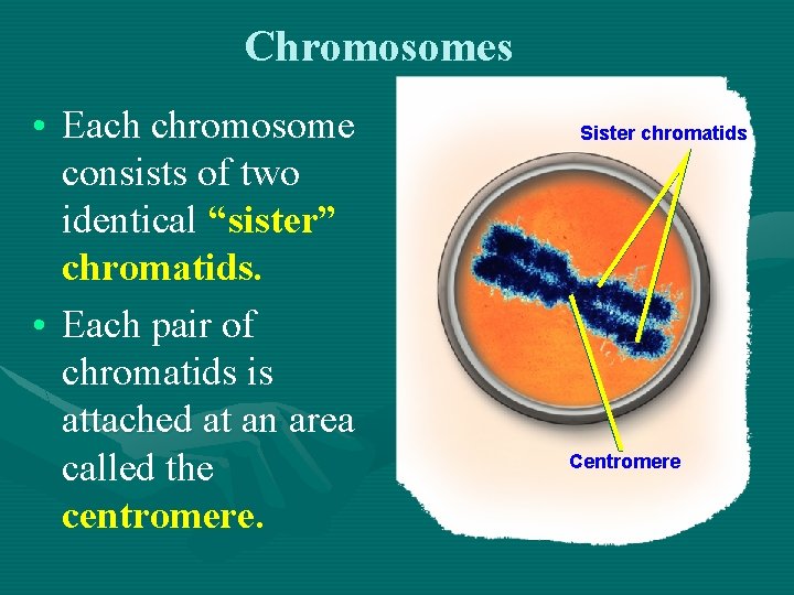 Chromosomes • Each chromosome consists of two identical “sister” chromatids. • Each pair of