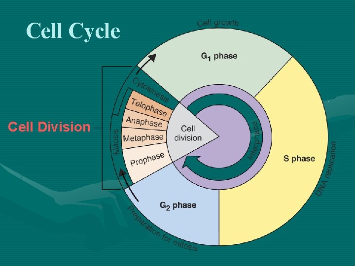 Cell Cycle Cell Division 
