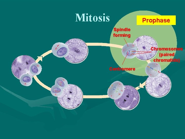 Mitosis Prophase Spindle forming Chromosomes (paired chromatids) Centromere 