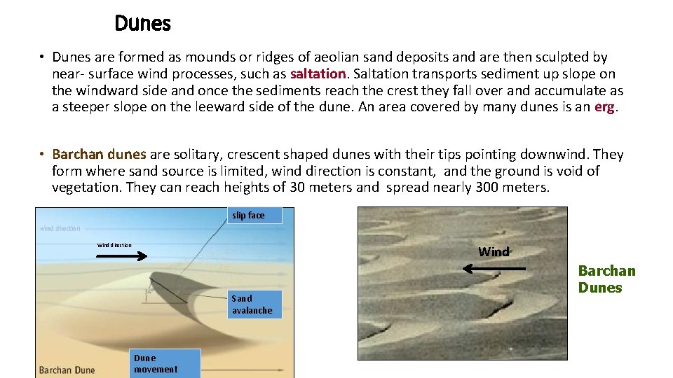 Dunes • Dunes are formed as mounds or ridges of aeolian sand deposits and