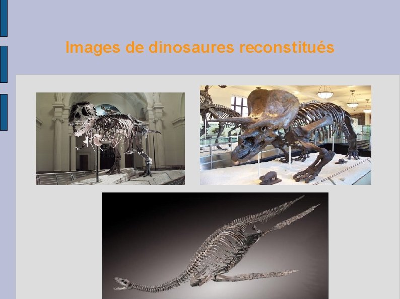 Images de dinosaures reconstitués 