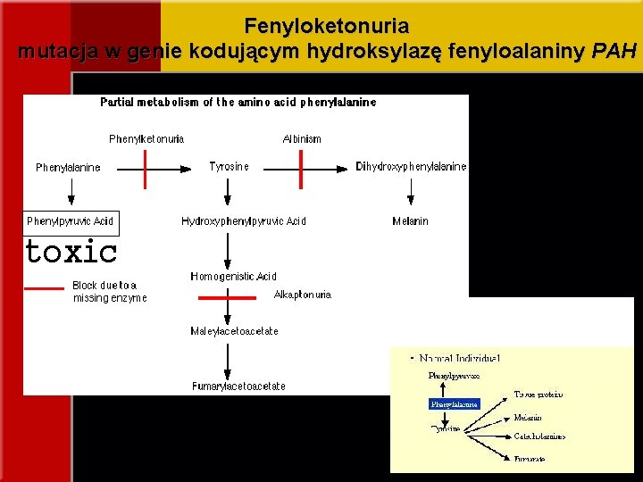 Fenyloketonuria mutacja w genie kodującym hydroksylazę fenyloalaniny PAH toxic 